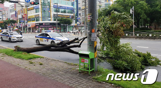 지난 3일 청주시내에서 쓰러진 가로수 모습./뉴스1 제공